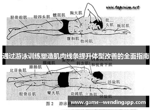 通过游泳训练塑造肌肉线条提升体型改善的全面指南 通过游泳训练塑造肌肉线条提升体型改善的全面指南